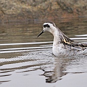 Red-necked Phalarope  "Phalaropus lobatus"